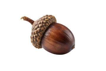 Single brown acorn with textured cap isolated on black background seed 1, Png, Isolated on Transparent Background, Cut Out