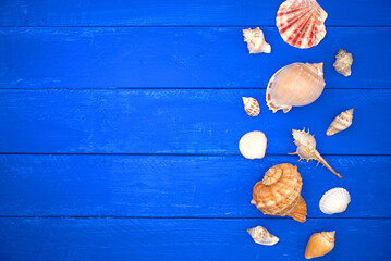Seashells on blue wooden. Sea summer vacation background with space for the text. Top view
