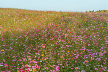 Garden of Flowers cosmos