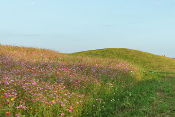 Garden of Flowers cosmos