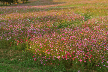 Garden of Flowers cosmos
