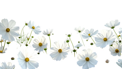Delicate white cosmos flowers with yellow centers against a stark black background