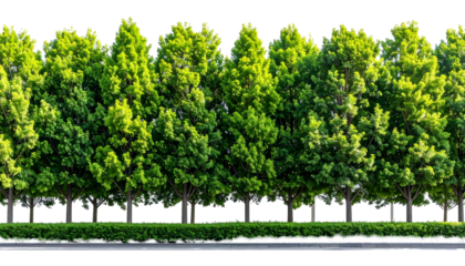 Row of vibrant green trees and small bushes against a transparent background