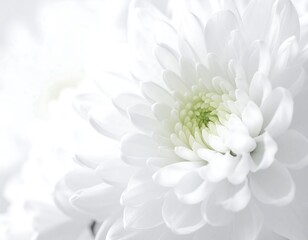 Close-up of a pure white blossom with multiple layers of delicate petals, subtly lit and showcasing a soft, vibrant green core