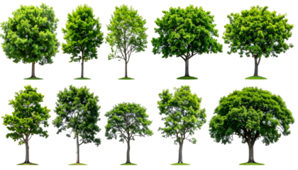 A selection of various deciduous trees with lush green foliage on a transparent background