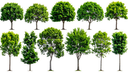 Ten various green trees, isolated on a transparent background, showcasing diverse foliage