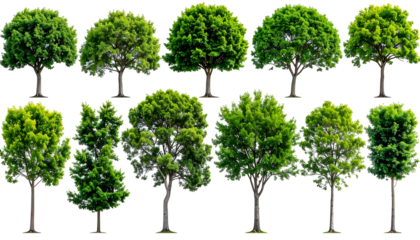 Ten various green trees, isolated on a transparent background, showcasing diverse foliage