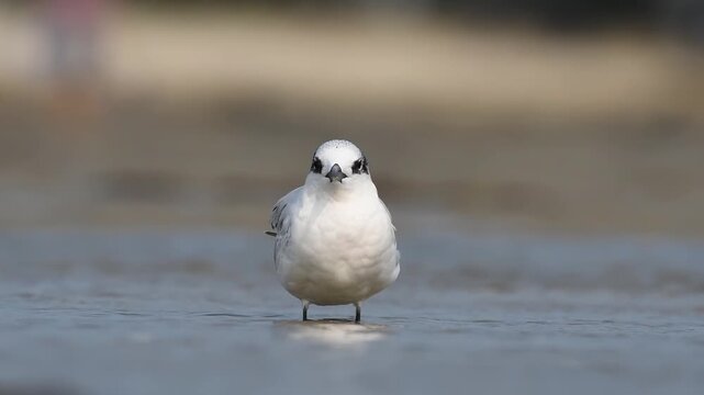 Sterne caugek (Thalasseus sandvicensis) adulte pos&eacute;e en eau peu profonde &agrave; mar&eacute;e basse, oiseau marin c&ocirc;tier en milieu naturel