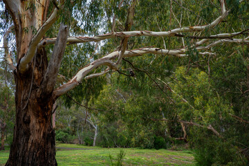 Obraz premium A kookaburra sitting on the branches of a eucalyptus tree. Australia, Victoria