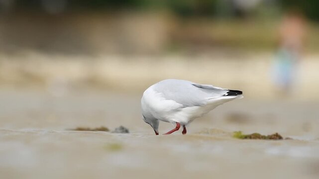 Mouette rieuse (Chroicocephalus ridibundus) adulte s&rsquo;alimentant en eau peu profonde &agrave; mar&eacute;e basse sur l&rsquo;estran