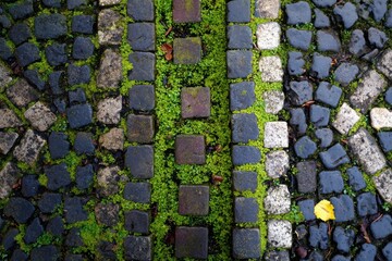 A brick walkway with a green mossy border