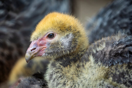The chick of southern screamer (Chauna torquata). A species of bird in family Anhimidae of the waterfowl order Anseriformes. It is found in Argentina, Bolivia, Brazil, Paraguay, Peru, and Uruguay