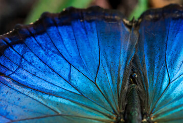 Blue Butterfly Wing Detail, High-Resolution Macro