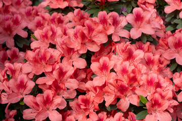 Obraz premium Azaleas bud flower. Rhododendron plant in garden. Floral background. Pink bush