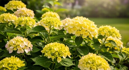 Vibrant Yellow Hydrangeas Blooming in a Lush Garden.