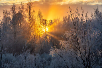 Golden Sunset Through Foggy Forest Trees