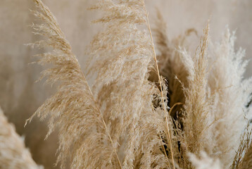 Dried Pampas Grass in Neutral Beige Tones