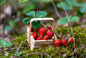 Wild Forest Strawberries in Wooden Bowl with Green Leaves