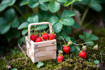 Wild Forest Strawberries in Wooden Bowl with Green Leaves