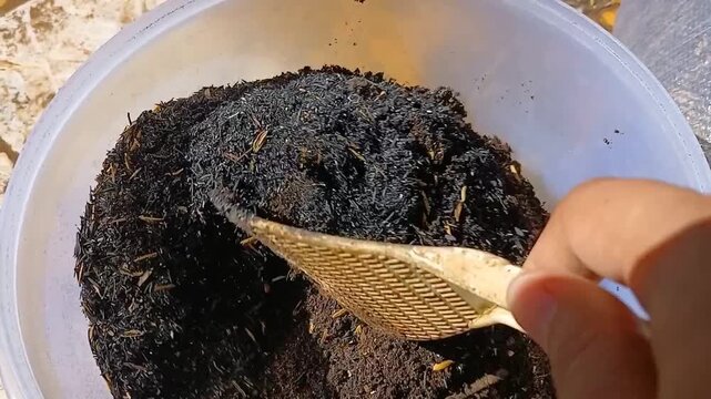 Mix fertile soil and husk charcoal, a medium for planting