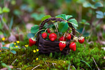 Wild Forest Strawberries in Wooden Bowl with Green Leaves