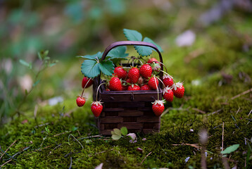 Wild Strawberries in Small Wooden Basket, Nature Background