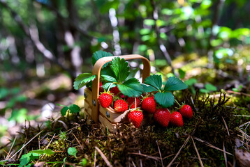 Wild Strawberries in Small Wooden Basket, Nature Background
