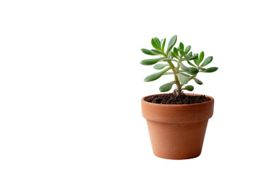 Obraz premium Small green succulent plant in terracotta pot on black background image, Png, Isolated on Transparent Background, Cut Out