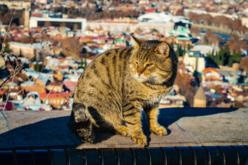 A striped tabby cat basks in the sun on a ledge, with the colorful buildings and winding streets of Tbilisi, Georgia, softly blurred in the background.