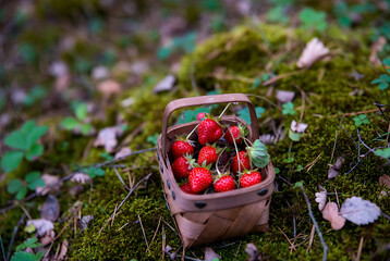 Wild Strawberries in Small Wooden Basket, Nature Background