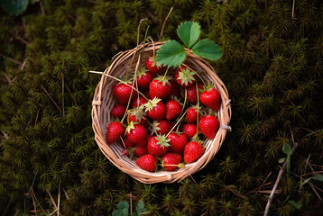 Wild Strawberries in Small Wooden Basket, Nature Background
