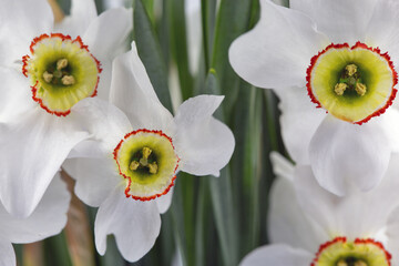 White daffodils bouquet on white background closeup.
