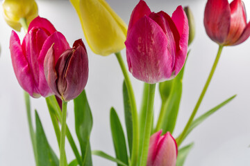 Spring tulips in soft natural light closeup.