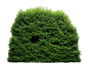 Lush green hedge tranquil garden plant life isolated on transparent background