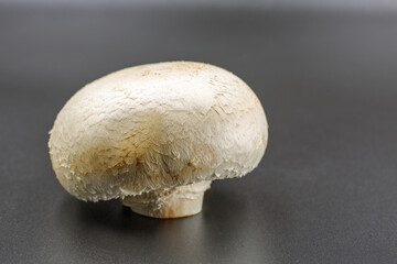 Fresh white champignon mushroom on gray surface closeup.
