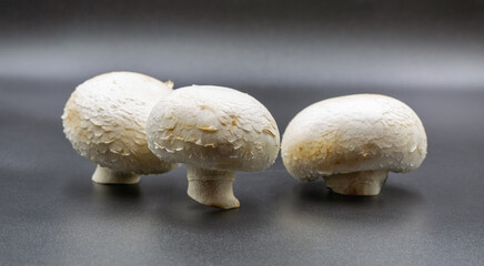 Three fresh white champignon mushrooms on gray surface closeup.