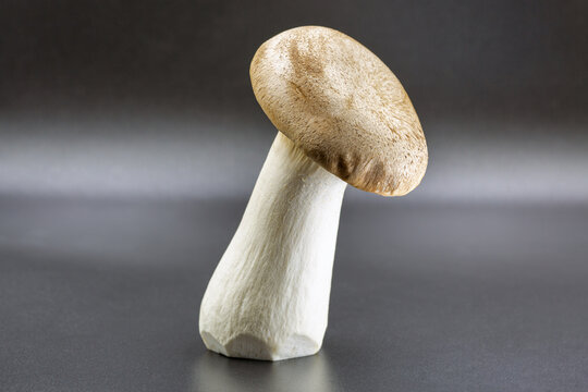 Fresh eringi oyster mushroom on dark gray surface closeup.