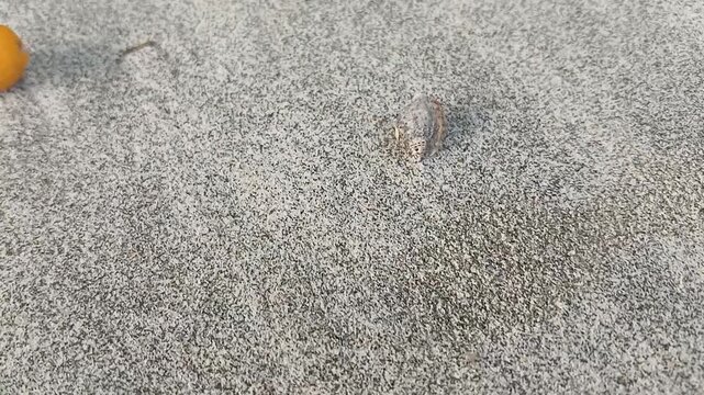 A beetle on a white sand beach walks backwards. 