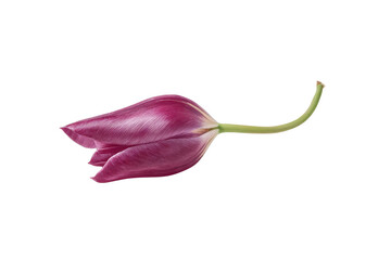 Single closed purple tulip flower with green stem against black background pink magenta, Png, Isolated on Transparent Background, Cut Out