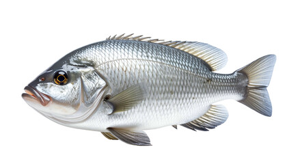 Fototapeta premium Isolated image of a small, silver fish with a dark spot, detailed scales, and clear fins