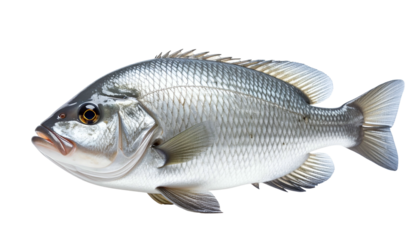 Isolated image of a small, silver fish with a dark spot, detailed scales, and clear fins