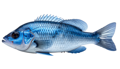 Vivid blue fish, rendered in high detail, with realistic scales and fins against black background