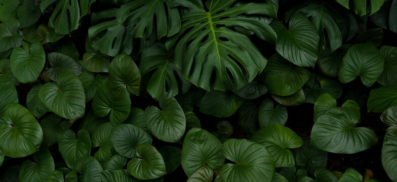 Leaf wall, plant wall, natural green wallpaper and background, nature wall, green forest nature background.	