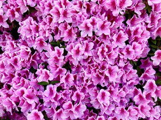 Pink Azalea Flowers in Japan in Full Bloom Background / 日本の満開のピンク色のツツジの花 背景素材