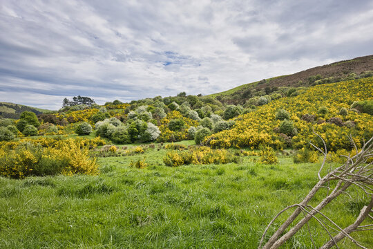 Spring scenery along the Southern Scenic Route near Owaka, New Zealand
