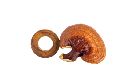 Two unique fungal specimens, one cap-like with rings, the other a cross-section circle