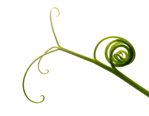 Nature's green spiral vine minimalist design isolated on transparent background