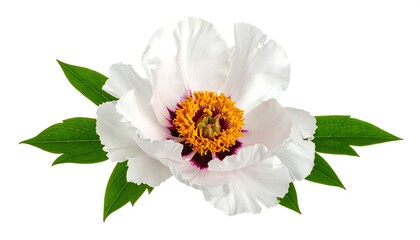 Close-up of a vibrant, fully bloomed flower with layers of white petals and a golden center, set against bright green leaves