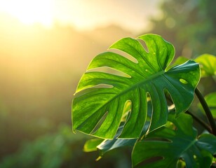 Close-up of a vibrant, glossy, green leaf from a tropical plant, backlit by a warm, sunlit background. Blurry foliage is visible