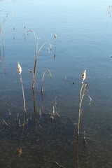 A group of weeds growing in water